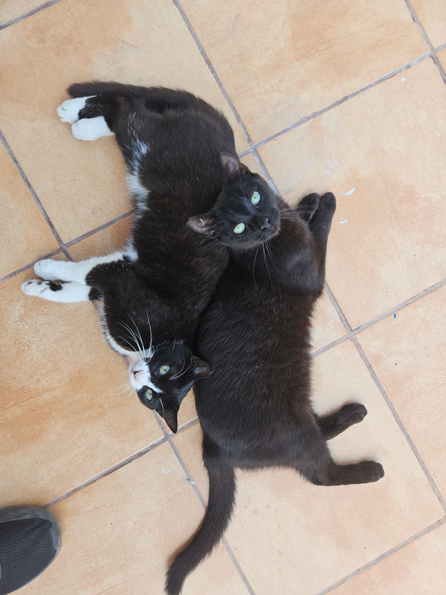 Tee-tee and Mittens resting together in Tazacorte, La Palma. This original photograph became the cover artwork for IONIC.